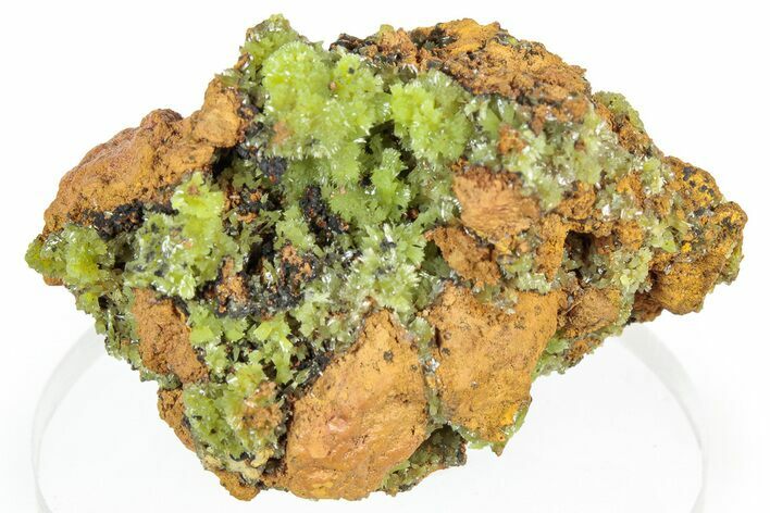 Apple-Green Pyromorphite Crystal Cluster - Republic of the Congo #306088